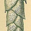 Image de Euloxostomum bradyi (Asano 1938)