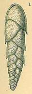 Image de Euloxostomum bradyi (Asano 1938)