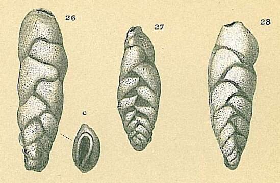 Image of Loxostomina limbata (Brady 1881)