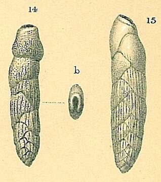 Image de Loxostomina mayori (Cushman 1922)