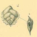 Image of Lugdunum hantkenianum (Brady 1881)
