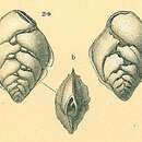 Image of Lugdunum schwagerianum (Brady 1881)