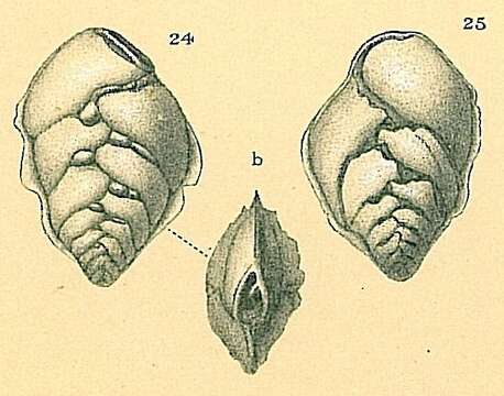 Image of Lugdunum schwagerianum (Brady 1881)