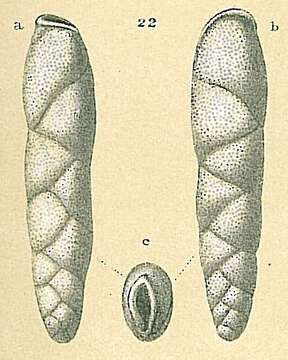 Image of Parabrizalina porrecta (Brady 1881)