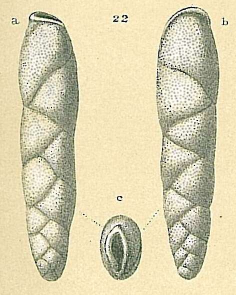 Image de Parabrizalina porrecta (Brady 1881)