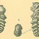 Image of Pseudobrizalina lobata (Brady 1881)