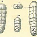 Image of Rectobolivina bifrons (Brady 1881)