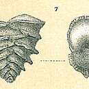 Image of Sagrinella jugosa (Brady 1884)