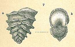 Image of Sagrinella jugosa (Brady 1884)