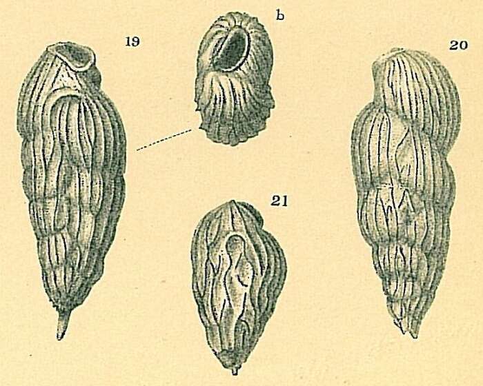 Image de Saidovina karreriana (Brady 1881)