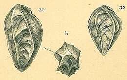 Image of Saidovina subangularis (Brady 1881)