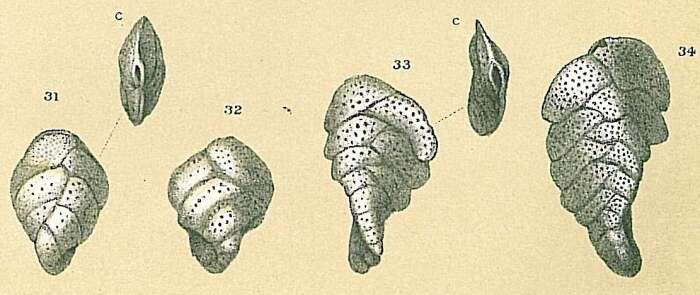 Image de Sigmavirgulina tortuosa (Brady 1881)