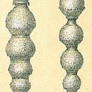 Image of Siphonodosaria lepidula (Schwager 1866)