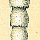 Image of Siphonodosaria bradyi (Cushman 1927)