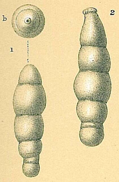 Image of Orthomorphina jedlitschkai (Thalmann 1937)