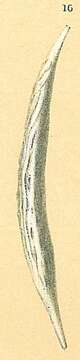 Image of Procerolagena distomamargaritifera (Parker & Jones 1865)