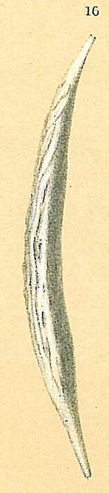Image of Procerolagena distomamargaritifera (Parker & Jones 1865)