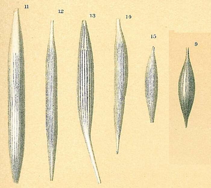 Image of Procerolagena gracilis (Williamson 1848)