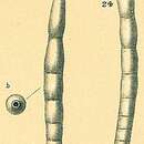 Image of Strictocostella scharbergana (Neugeboren 1856)