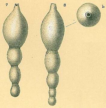 Stilostomella fistuca (Schwager 1866) resmi