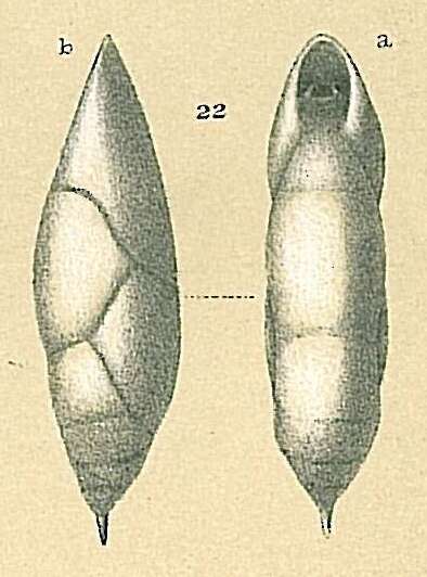 Image of Pleurostomellidae