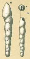 Image of Pleurostomella subnodosa (Reuss 1851)