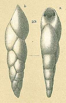 Image of Pleurostomellidae