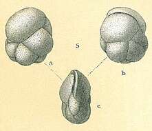 Image of Cassidulina obtusa Williamson 1858
