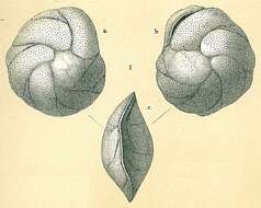 Cassidulina teretis Tappan 1951的圖片