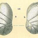 Image of Evolvocassidulina orientalis (Cushman 1922)