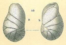 Image of Evolvocassidulina Eade 1967