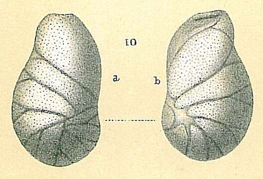 Image of Evolvocassidulina Eade 1967