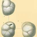 Слика од Globocassidulina subglobosa (Brady 1881)