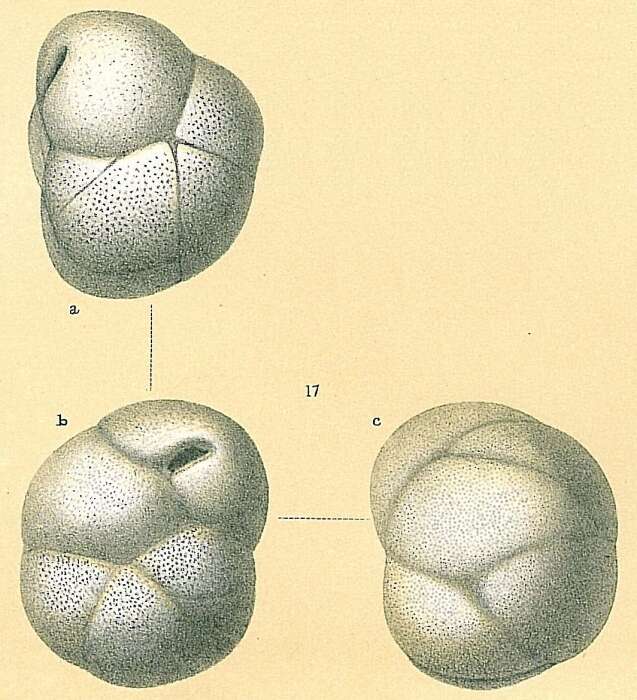 Image of Globocassidulina subglobosa (Brady 1881)