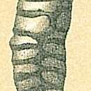 Image de Millettia limbata (Brady 1884)