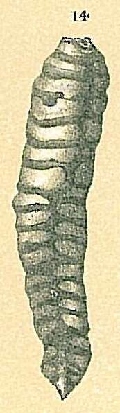 Image de Millettia limbata (Brady 1884)