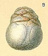 Image of Cymbaloporidae