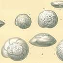 Image of Hoeglundina elegans (d'Orbigny 1826)