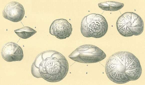 Image of Hoeglundina elegans (d'Orbigny 1826)