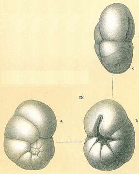 Image of Ceratobulimina jonesiana (Brady 1881)