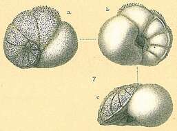 Image of Lamarckina ventricosa (Brady 1884)