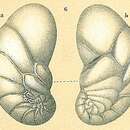 Image of Geminospira bradyi Bermúdez 1952