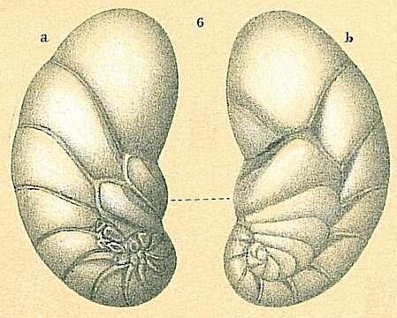 Image of Geminospira bradyi Bermúdez 1952