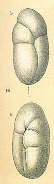 Image of Robertina subcylindrica (Brady 1881)