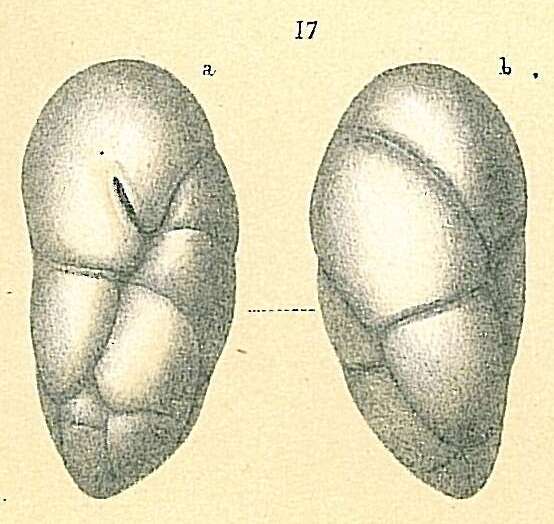 Image of Robertina tasmanica Parr 1950