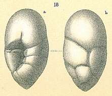 Image of Robertinoides bradyi (Cushman & Parker 1936)
