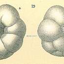Image of Robertinoides oceanica (Cushman & Parker 1947)
