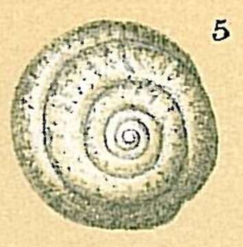 Image of Mychostomina revertens (Rhumbler 1906)