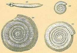 Image of Spirillina decorata Brady 1884