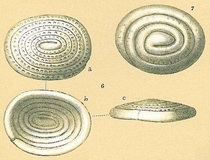 Image of Spirillina obconica Brady 1879